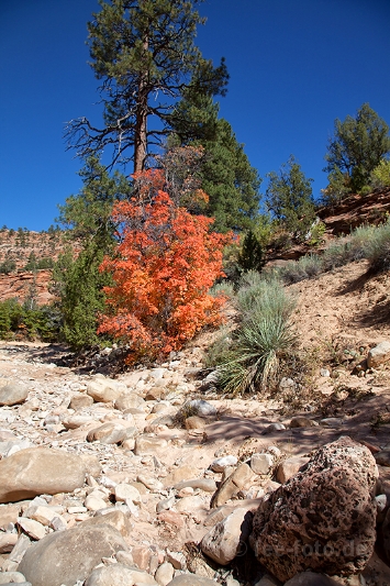 Herbstlicher Zion NP - IV